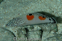 Fishs - Coris aygula by Vito Lorusso 